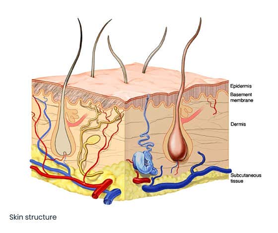 Normal Scalp Care